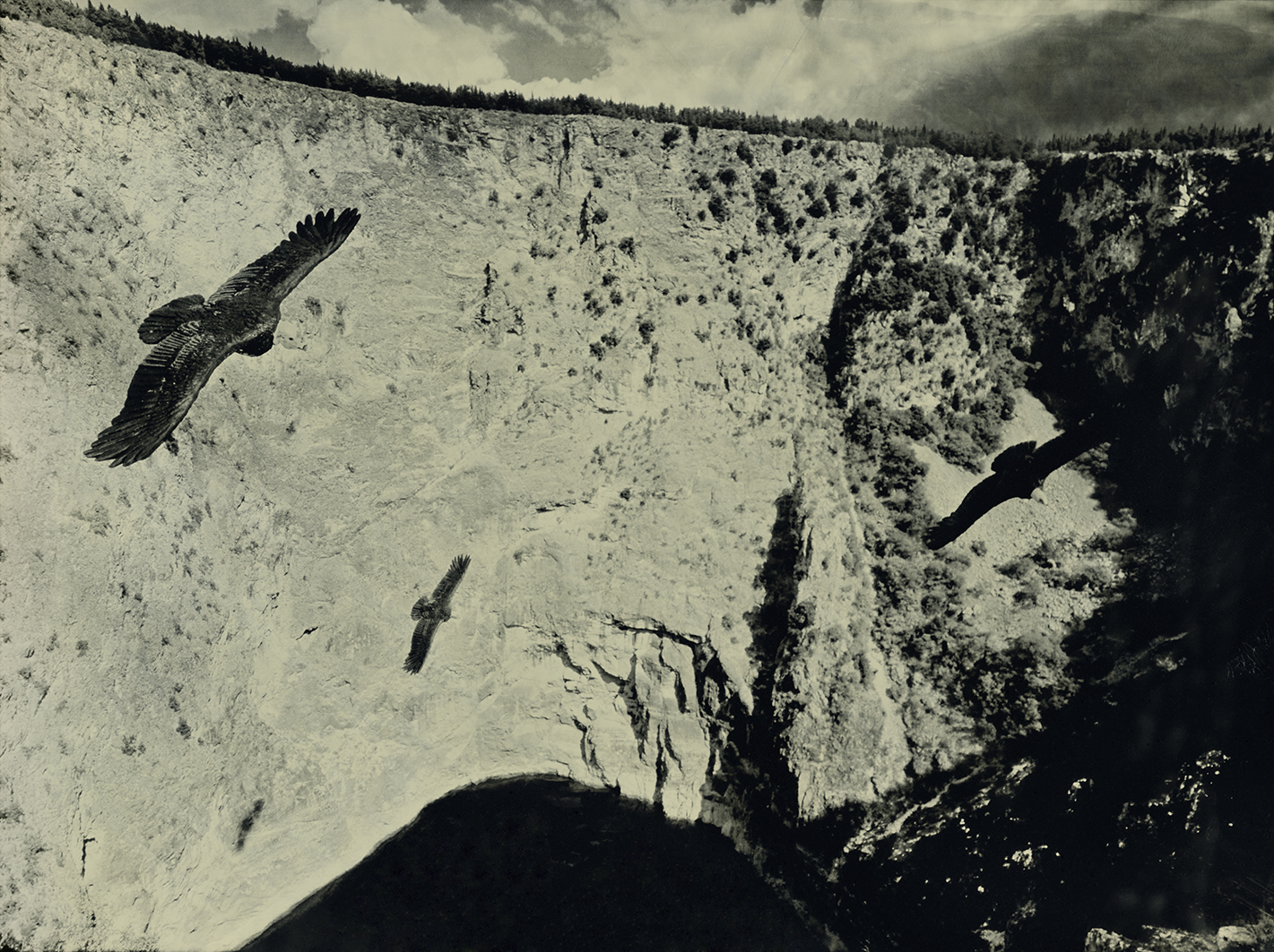 California Condor Imotski Croatia